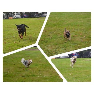 hunderennen